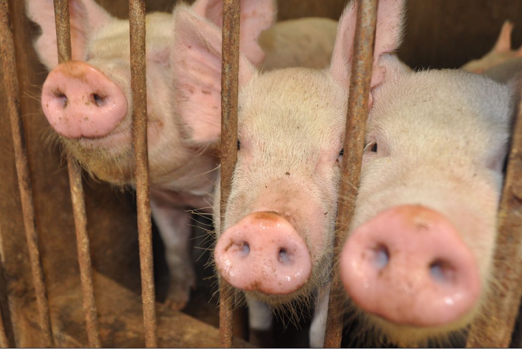 我國全麵禁止水蜜桃成人AV在线剩餘物飼喂生豬