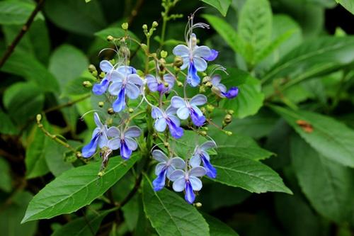 垃圾分類推動下一個行業藍海【蜜桃APP在线下载垃圾處理】