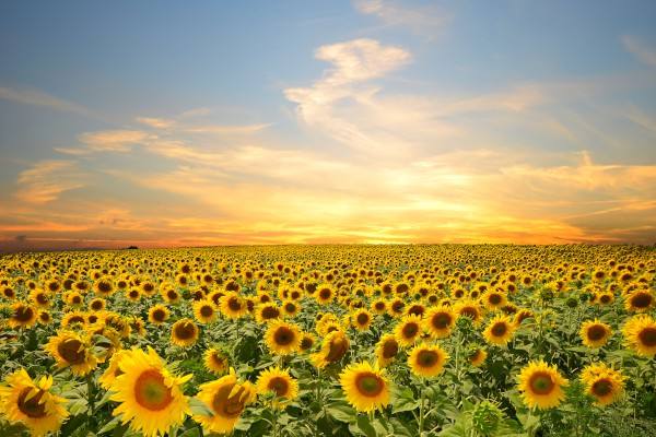 水蜜桃视频在线观看生物：蜜桃APP在线下载垃圾是food waste，還是kitchen waste？